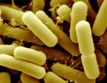 Care sunt bifidobacterii și lactobacili