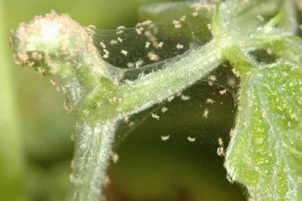 Cum sa scapi de acarian pe plante