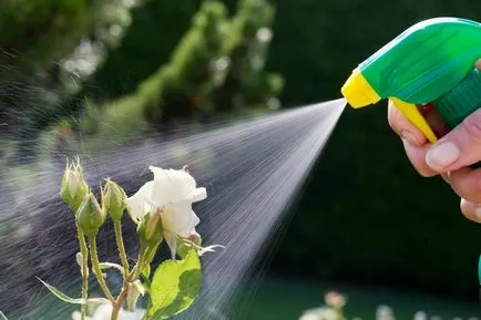Cum sa scapi de acarian pe plante