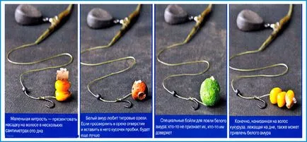 Când și ce pentru a prinde crap