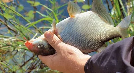 Plătică de captură Plătică de captură