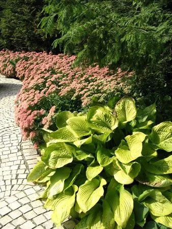 Paturi de design și paturi de flori