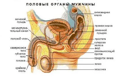 testicul Umflarea că testicul Umflarea că
