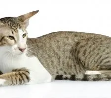 rasa Oriental