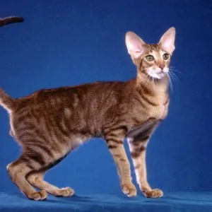 rasa Oriental