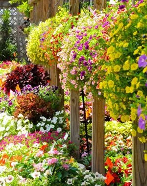 Ce a planta Petunia