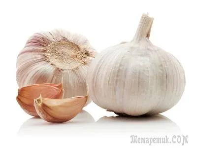 Cum de a planta usturoi Cum de a planta usturoi