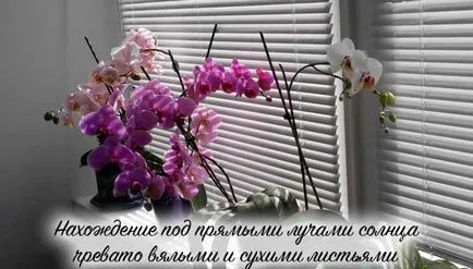 Ce se poate face în cazul în care orhidee ofilit Ce se poate face în cazul în care orhidee ofilit
