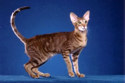 rasa Oriental