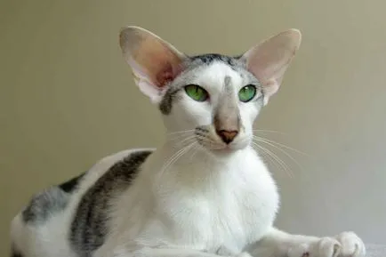 rasa Oriental