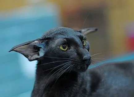 rasa Oriental rasa Oriental