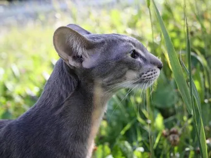rasa Oriental