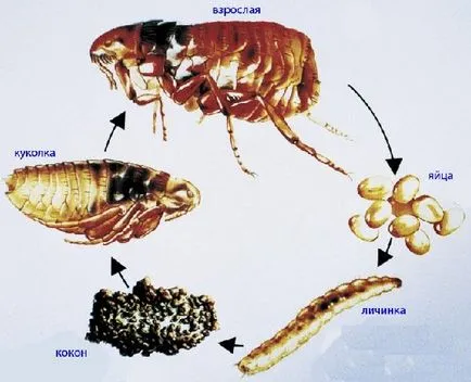 Ce apar purici