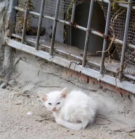 Ce apar purici Ce apar purici