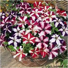 Ce a planta Petunia
