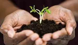 Relațiile că această plantă