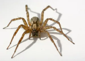 Ceea ce apare un păianjen în casă Ceea ce apare un păianjen în casă