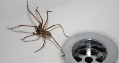 Ceea ce apare un păianjen în casă Ceea ce apare un păianjen în casă