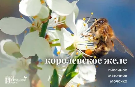 Ce este lăptișor de matcă Ce este lăptișor de matcă