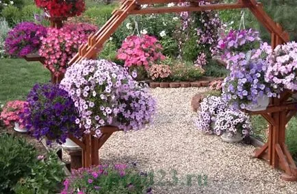 Ce a planta Petunia