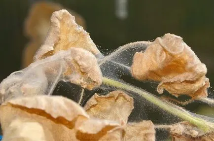 Cum sa scapi de acarian pe plante Cum sa scapi de acarian pe plante