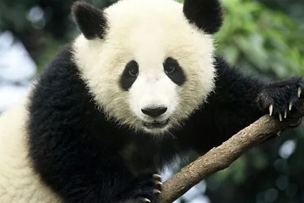 Panda și leopard de zăpadă pisică
