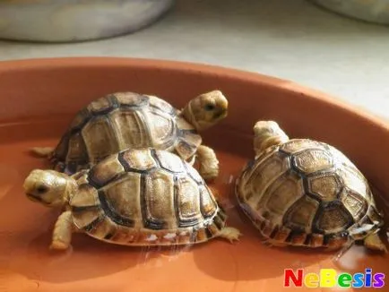 Navă ca un simbol