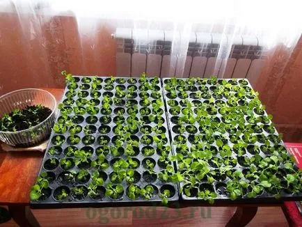 Ce a planta Petunia
