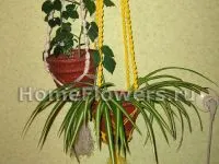 Cum de a țese de plante
