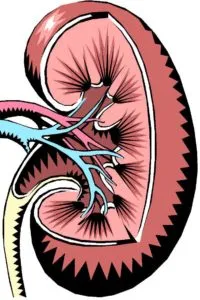 Rinichi pelvis ce este