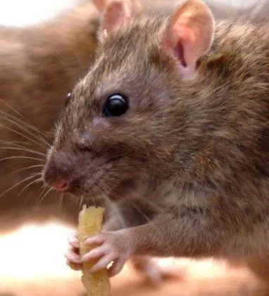 Ce să se hrănească un mouse Ce să se hrănească un mouse