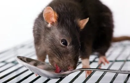 Ce să se hrănească un mouse Ce să se hrănească un mouse
