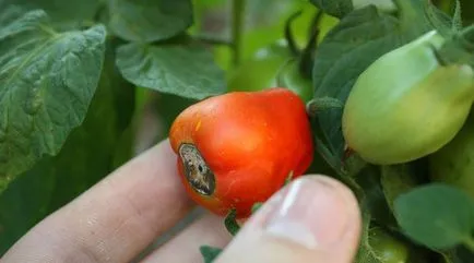 Innegresc fructe de tomate Innegresc fructe de tomate