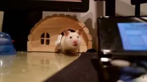 De la hamsteri ce pot fi zgâriate De la hamsteri ce pot fi zgâriate