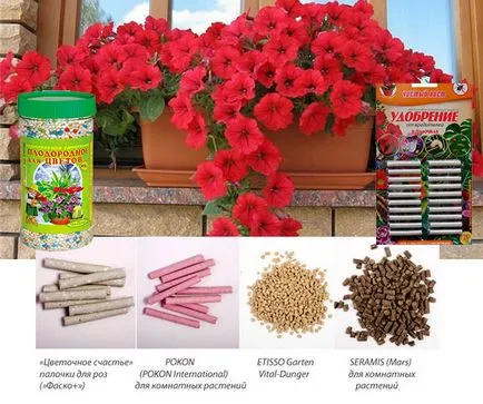 Fertiliza petunie Fertiliza petunie