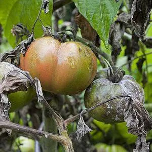 Innegresc fructe de tomate