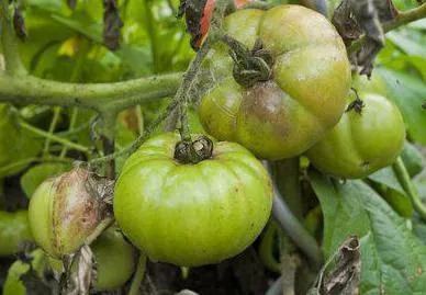 Innegresc fructe de tomate