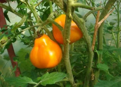 Grad de tomate galben