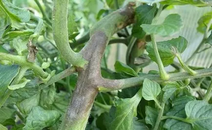 Innegresc fructe de tomate