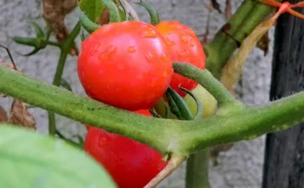cherry calorii roșii