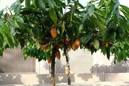Care sunt beneficiile de cacao