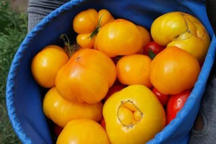 Grad de tomate galben