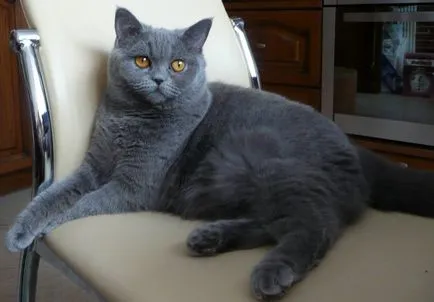 Cat șobolan