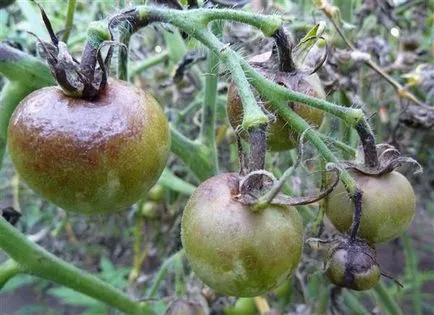 Innegresc fructe de tomate Innegresc fructe de tomate