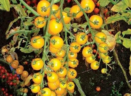 Grad de tomate galben