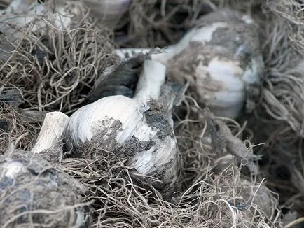 Cum de a planta usturoi Cum de a planta usturoi