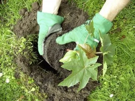 Cum să crească ulei de ricin plante