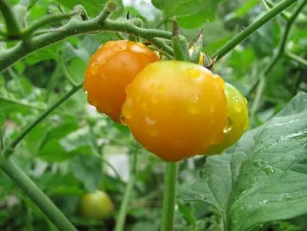 Grad de tomate galben