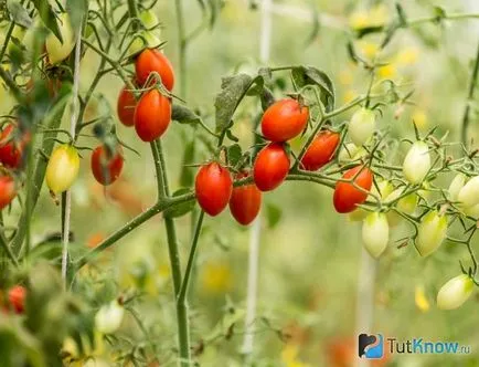 cherry calorii roșii