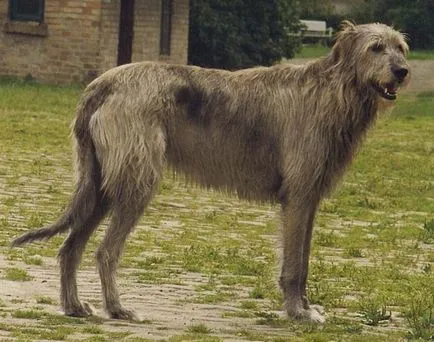 rase de câini irlandezi rase de câini irlandezi